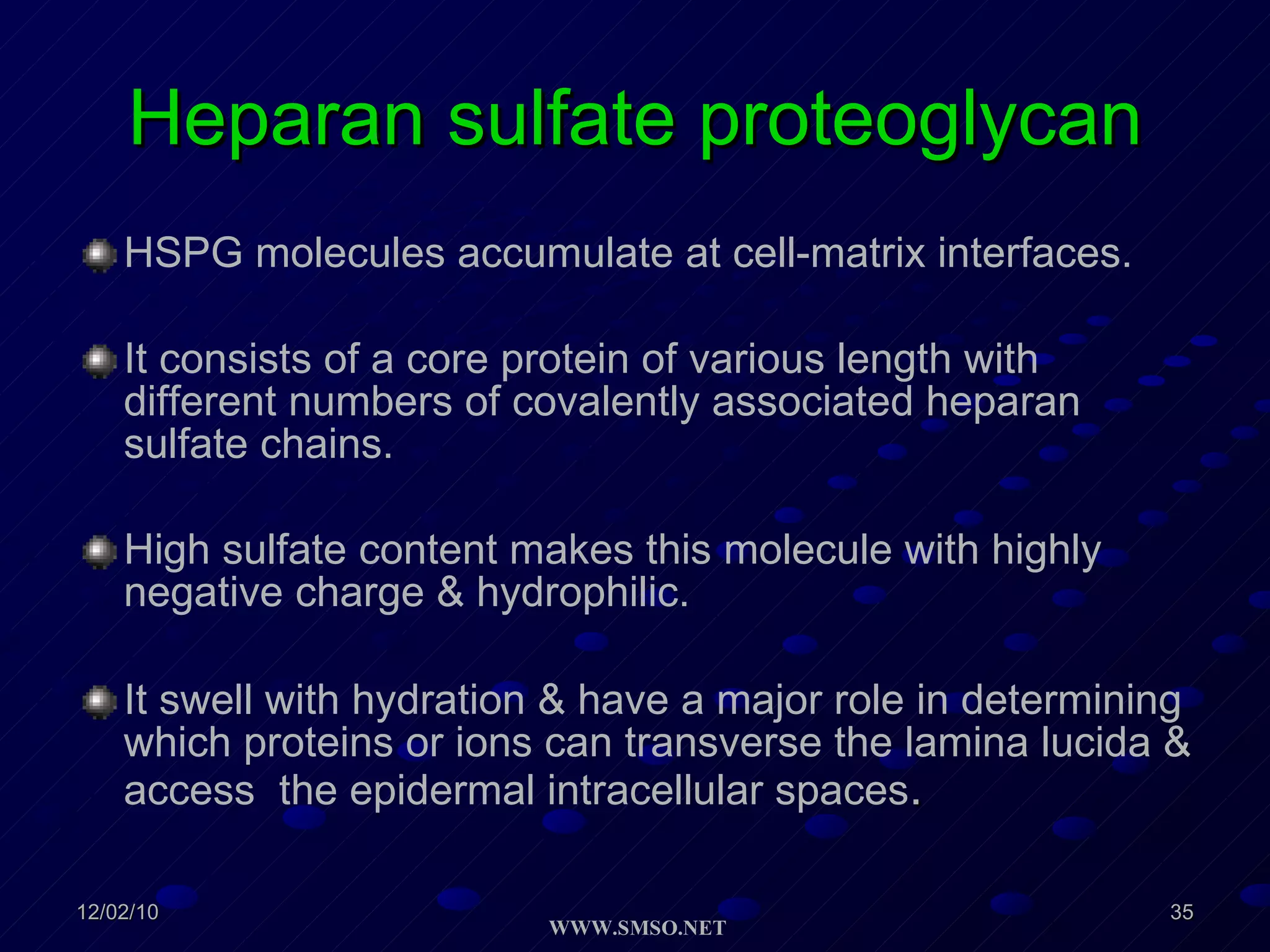 Heparan sulfate proteoglycan HSPG molecules accumulate at cell-matrix interfaces. It consists of a core protein of various length with different numbers of covalently associated heparan sulfate chains. High sulfate content makes this molecule with highly negative charge & hydrophilic. It swell with hydration & have a major role in determining which proteins or ions can transverse the lamina lucida & access  the epidermal intracellular spaces .  