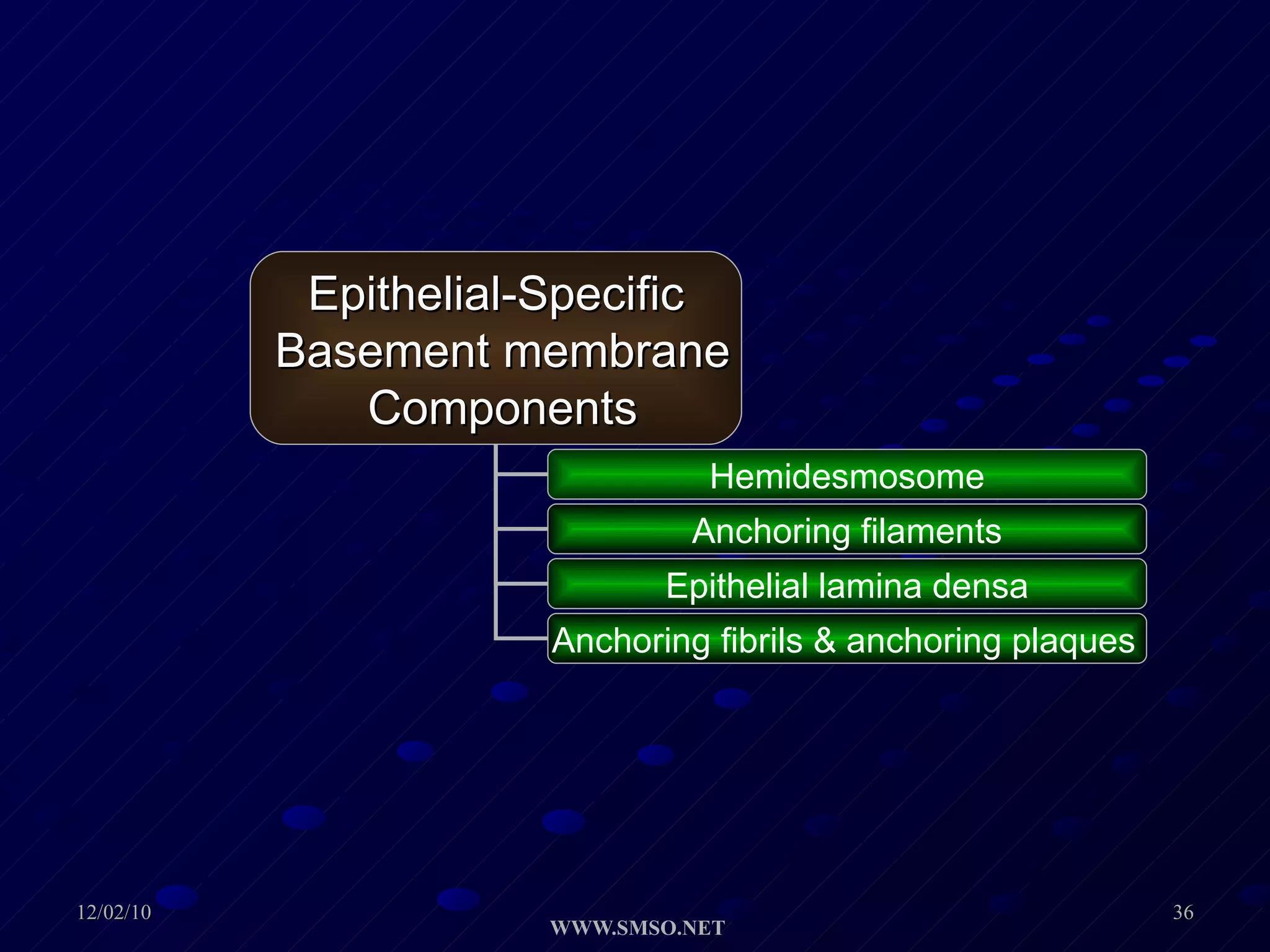 Epithelial-Specific Basement membrane Components Hemidesmosome Anchoring filaments Epithelial lamina densa Anchoring fibrils & anchoring plaques   