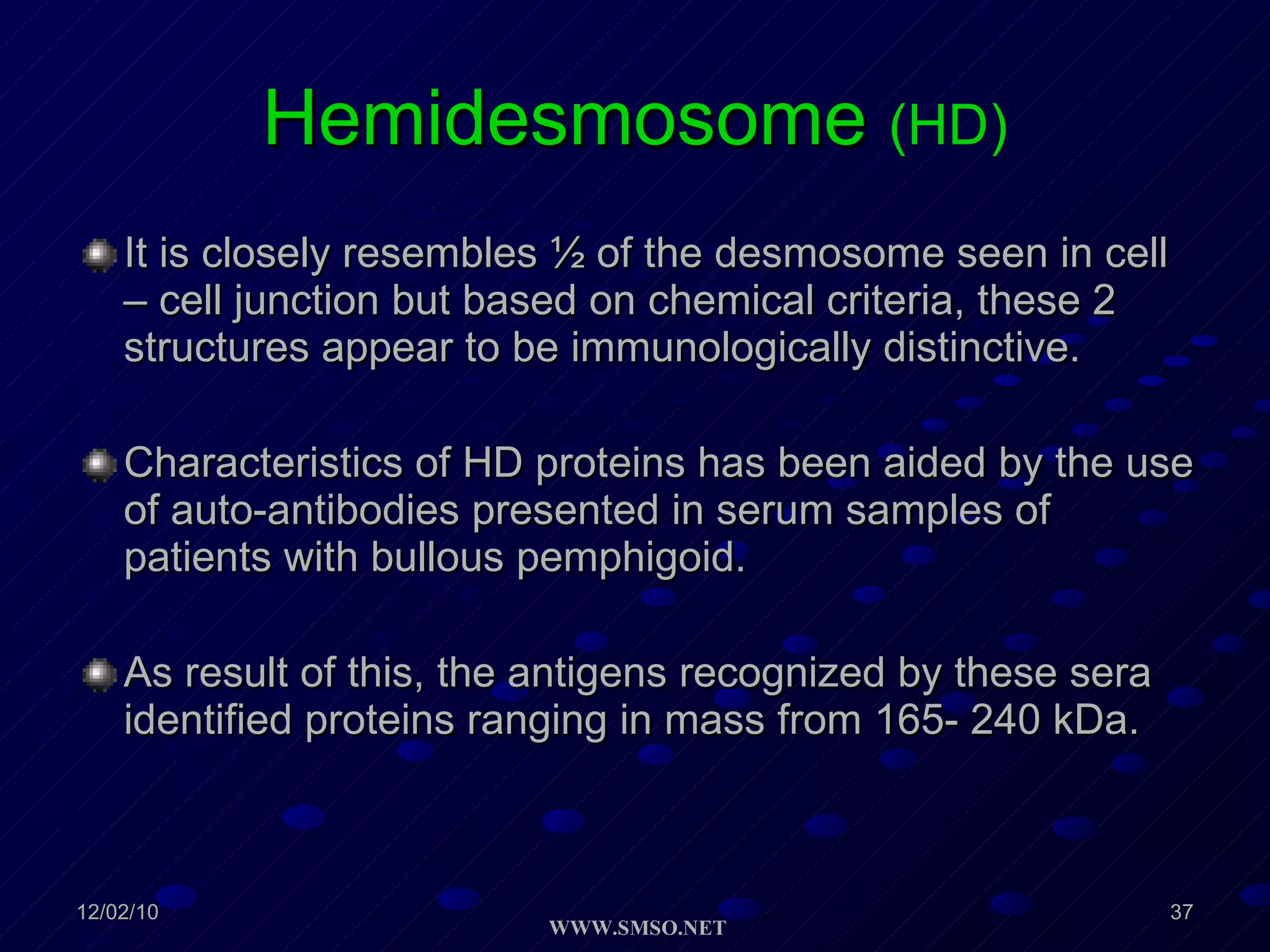 Hemidesmosome  (HD) It is closely resembles ½ of the desmosome seen in cell – cell junction but based on chemical criteria, these 2 structures appear to be immunologically distinctive. Characteristics of HD proteins has been aided by the use of auto-antibodies presented in serum samples of patients with bullous pemphigoid. As result of this, the antigens recognized by these sera identified proteins ranging in mass from 165- 240 kDa. 