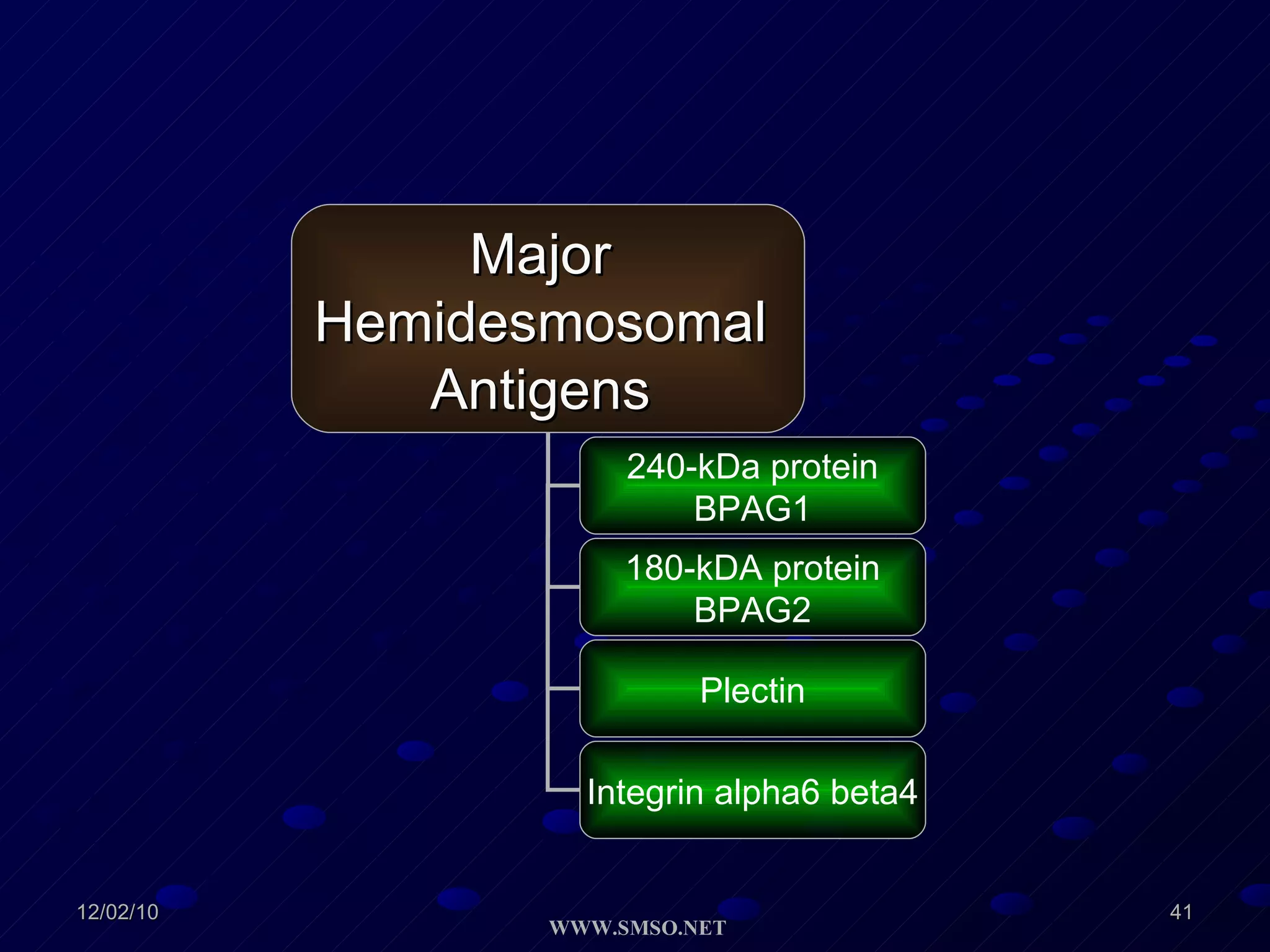 Major  Hemidesmosomal  Antigens  240-kDa protein BPAG1 180-kDA protein BPAG2 Plectin Integrin alpha6 beta4 
