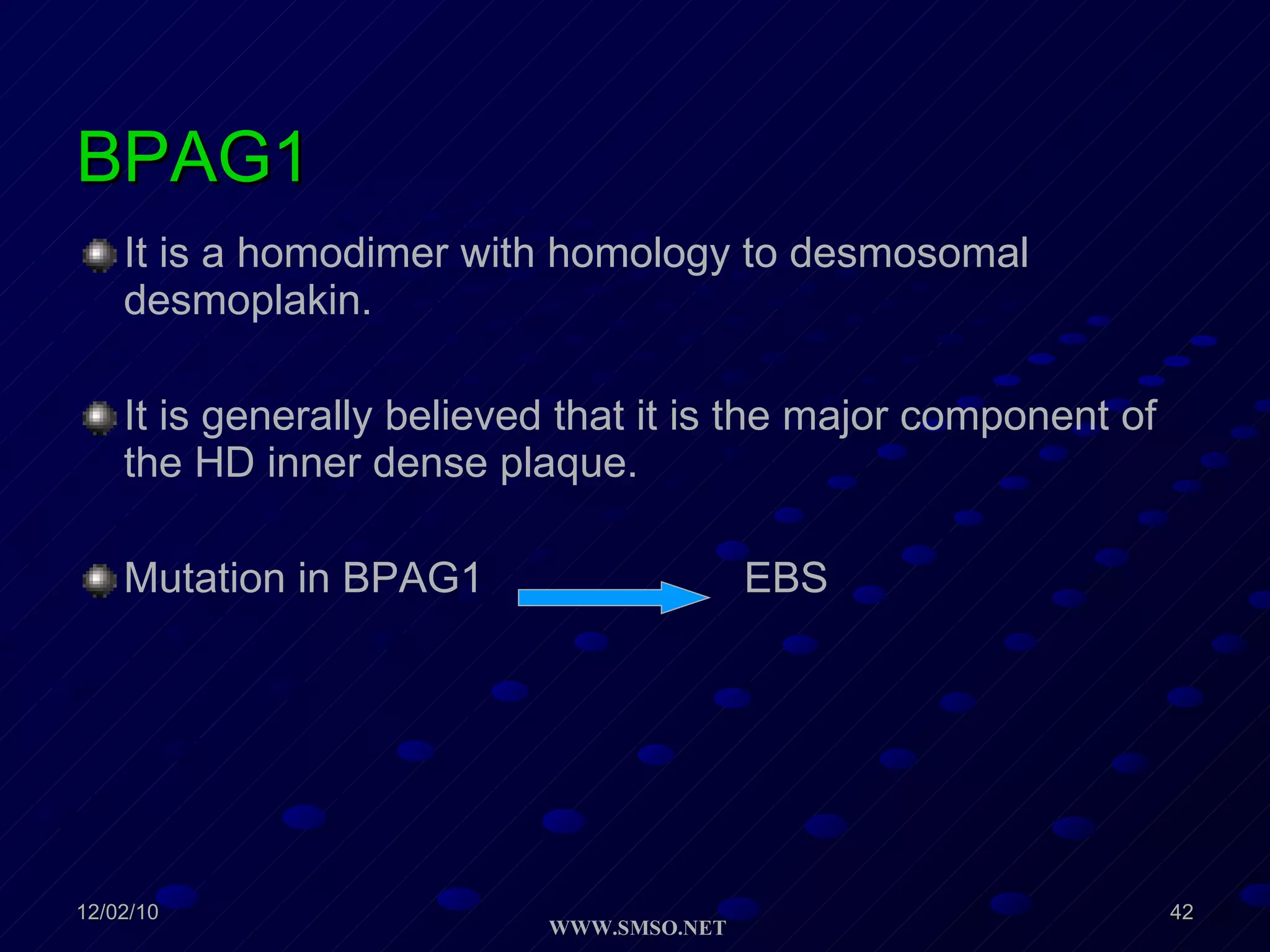 BPAG1 It is a homodimer with homology to desmosomal desmoplakin. It is generally believed that it is the major component of the HD inner dense plaque. Mutation in BPAG1  EBS  