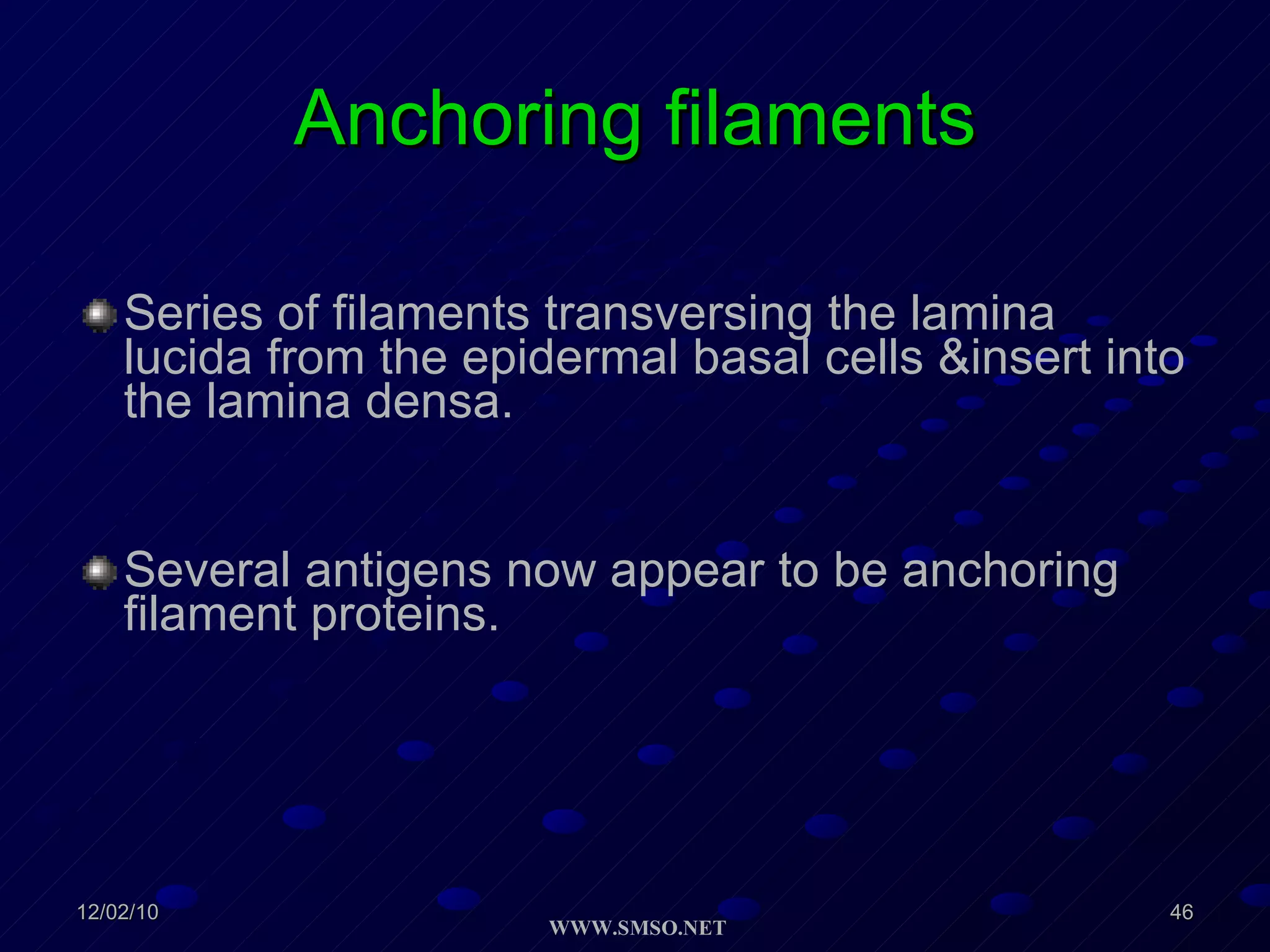 Anchoring filaments Series of filaments transversing the lamina lucida from the epidermal basal cells &insert into the lamina densa. Several antigens now appear to be anchoring filament proteins. 