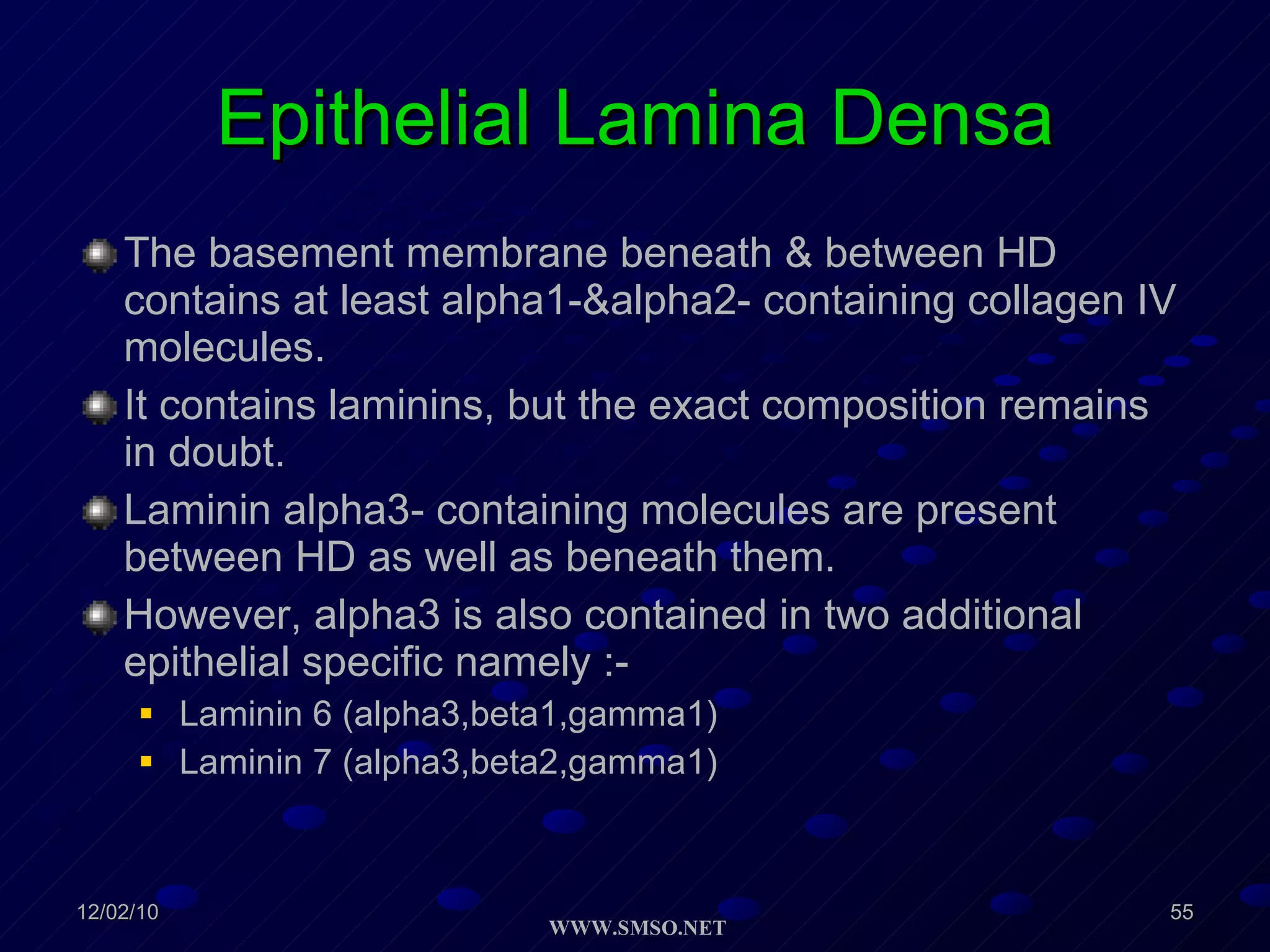 Epithelial Lamina Densa The basement membrane beneath & between HD contains at least alpha1-&alpha2- containing collagen IV molecules. It contains laminins, but the exact composition remains in doubt. Laminin alpha3- containing molecules are present between HD as well as beneath them. However, alpha3 is also contained in two additional epithelial specific namely :- Laminin 6 (alpha3,beta1,gamma1) Laminin 7 (alpha3,beta2,gamma1) 