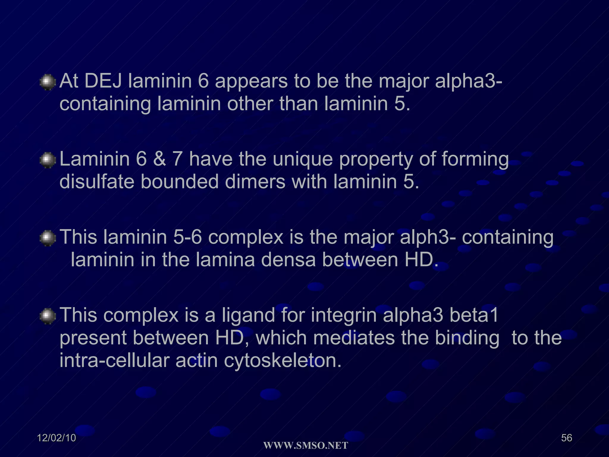At DEJ laminin 6 appears to be the major alpha3-containing laminin other than laminin 5. Laminin 6 & 7 have the unique property of forming disulfate bounded dimers with laminin 5. This laminin 5-6 complex is the major alph3- containing  laminin in the lamina densa between HD. This complex is a ligand for integrin alpha3 beta1 present between HD, which mediates the binding  to the intra-cellular actin cytoskeleton. 