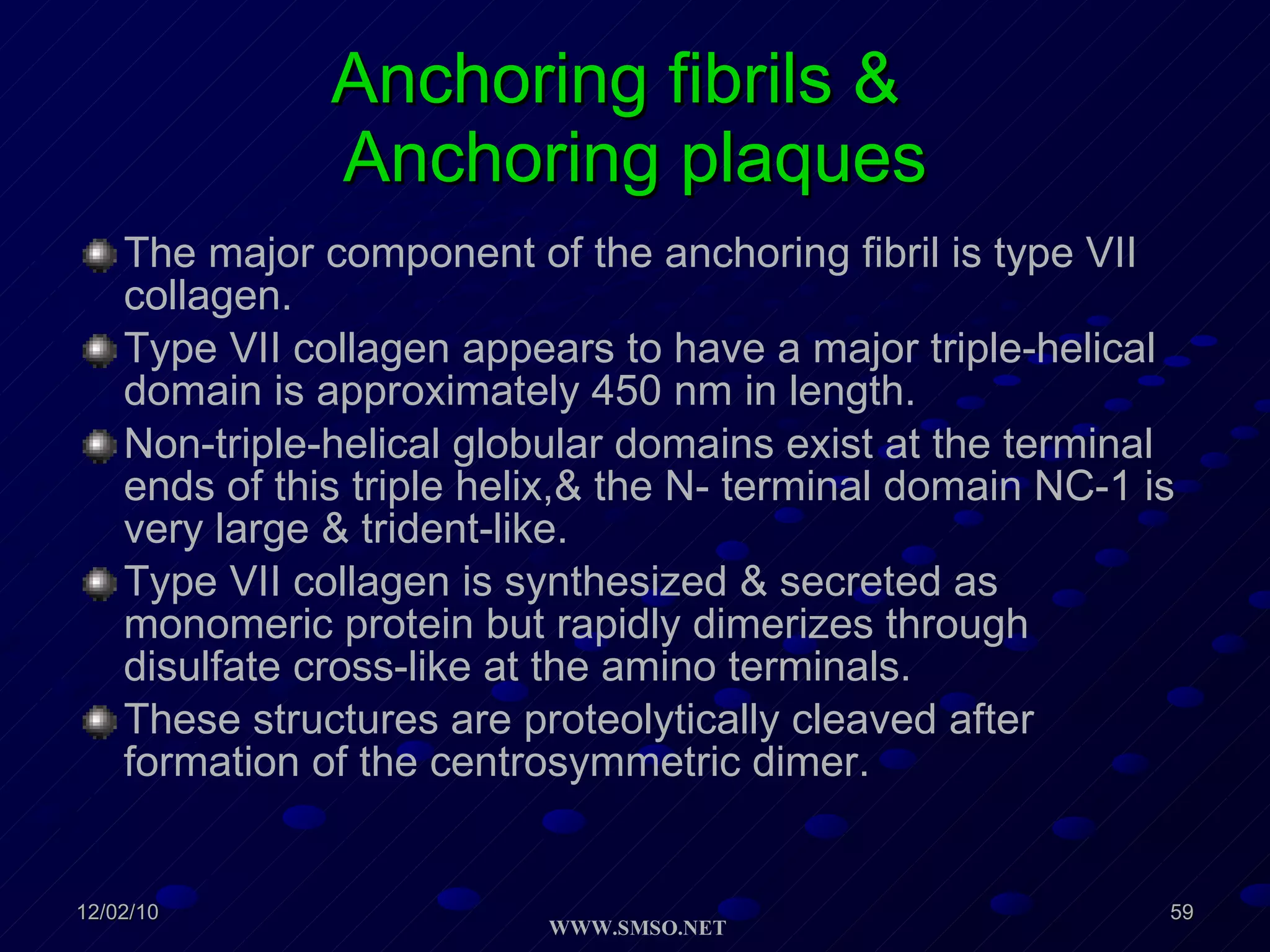Anchoring fibrils &  Anchoring plaques The major component of the anchoring fibril is type VII collagen. Type VII collagen appears to have a major triple-helical domain is approximately 450 nm in length. Non-triple-helical globular domains exist at the terminal ends of this triple helix,& the N- terminal domain NC-1 is very large & trident-like. Type VII collagen is synthesized & secreted as monomeric protein but rapidly dimerizes through disulfate cross-like at the amino terminals. These structures are proteolytically cleaved after formation of the centrosymmetric dimer.  