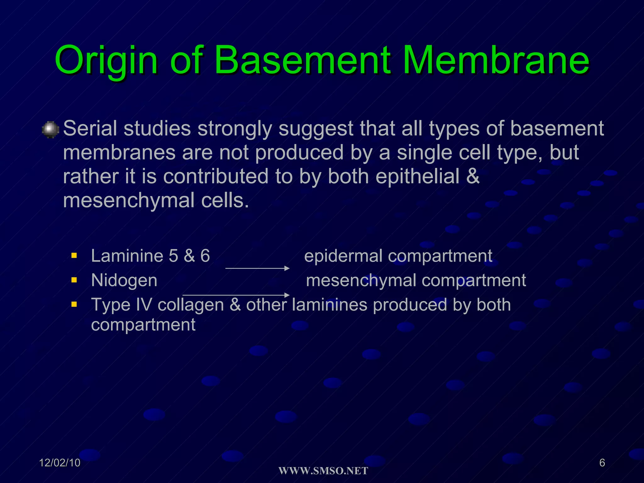 Origin of Basement Membrane Serial studies strongly suggest that all types of basement membranes are not produced by a single cell type, but rather it is contributed to by both epithelial & mesenchymal cells. Laminine 5 & 6  epidermal compartment Nidogen  mesenchymal compartment Type IV collagen & other laminines produced by both compartment 