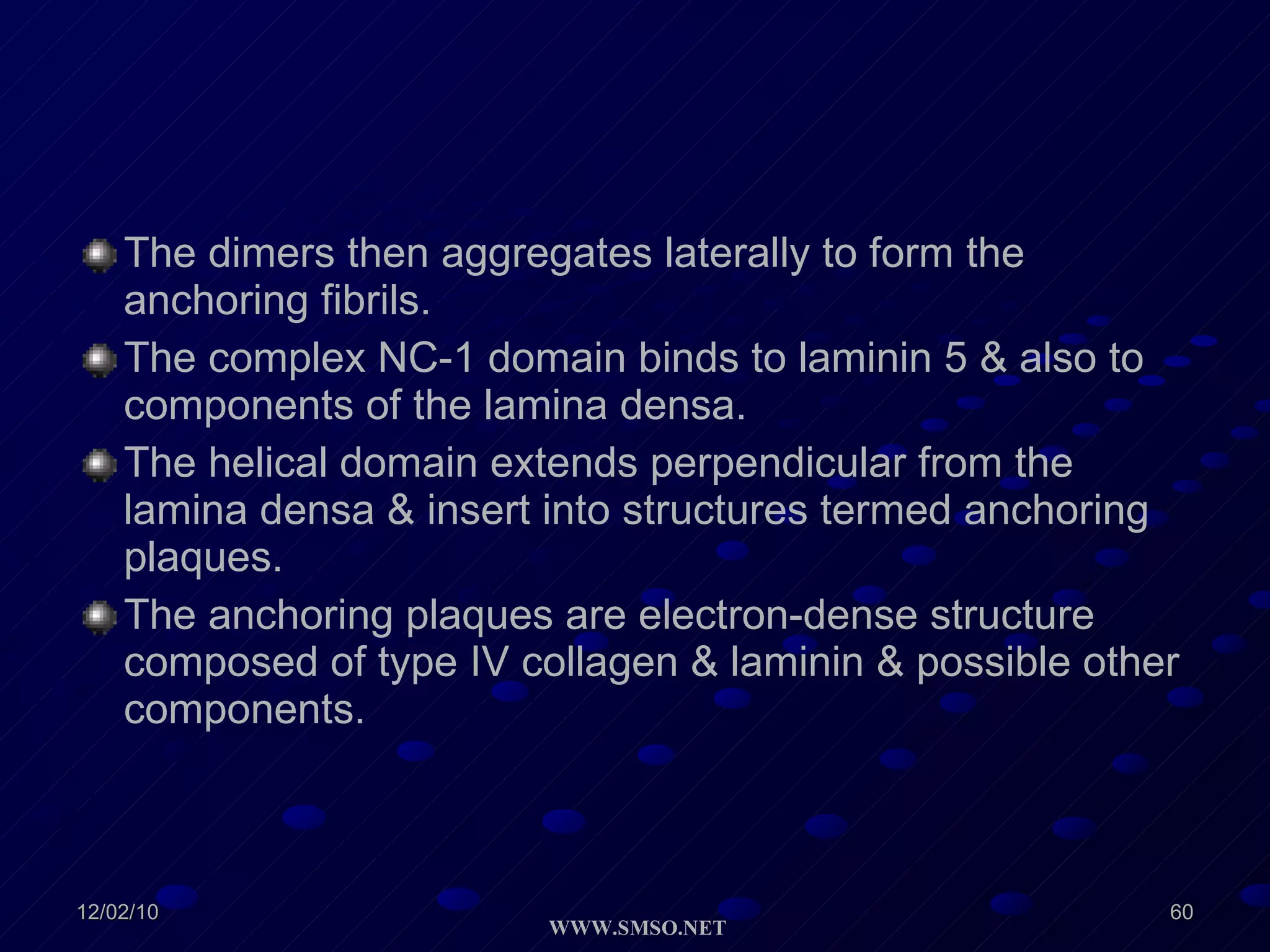 The dimers then aggregates laterally to form the anchoring fibrils. The complex NC-1 domain binds to laminin 5 & also to components of the lamina densa. The helical domain extends perpendicular from the lamina densa & insert into structures termed anchoring plaques. The anchoring plaques are electron-dense structure composed of type IV collagen & laminin & possible other components. 