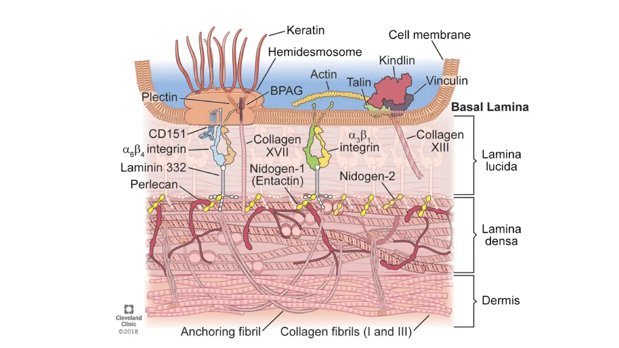 DERMO EPIDERMAL JUNCTION. Various components of basement membrane zone ...
