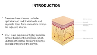 DERMO EPIDERMAL JUNCTION. Various components of basement membrane zone ...