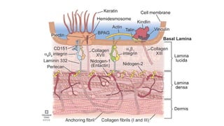 DERMO EPIDERMAL JUNCTION. Various components of basement membrane zone ...