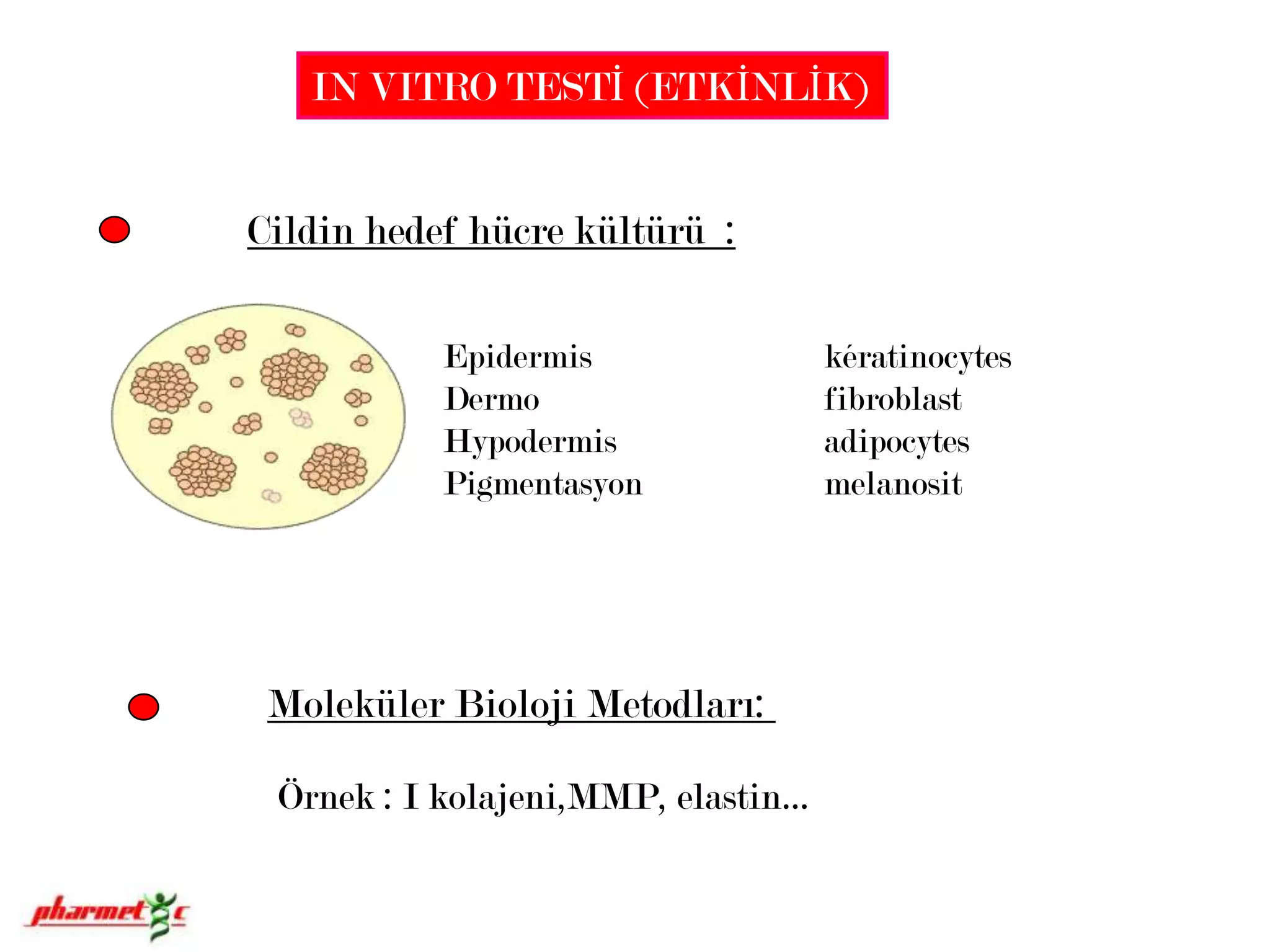 IN VITRO TESTİ (ETKİNLİK)Cildin hedef hücre kültürü  :EpidermiskératinocytesDermofibroblastHypodermisadipocytesPigmentasyonmelanositMoleküler BiolojiMetodları: Örnek : I kolajeni,MMP, elastin…