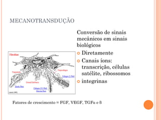 MECANOTRANSDUÇÃO
Conversão de sinais
mecânicos em sinais
biológicos
 Diretamente
 Canais íons:
transcrição, células
satélite, ribossomos
 integrinas
Fatores de crescimento = FGF, VEGF, TGFα e β
 