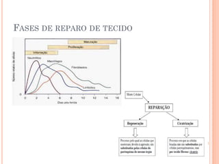 FASES DE REPARO DE TECIDO
 