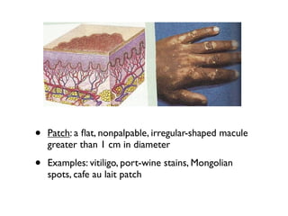 Maculated Derm slides | KEY