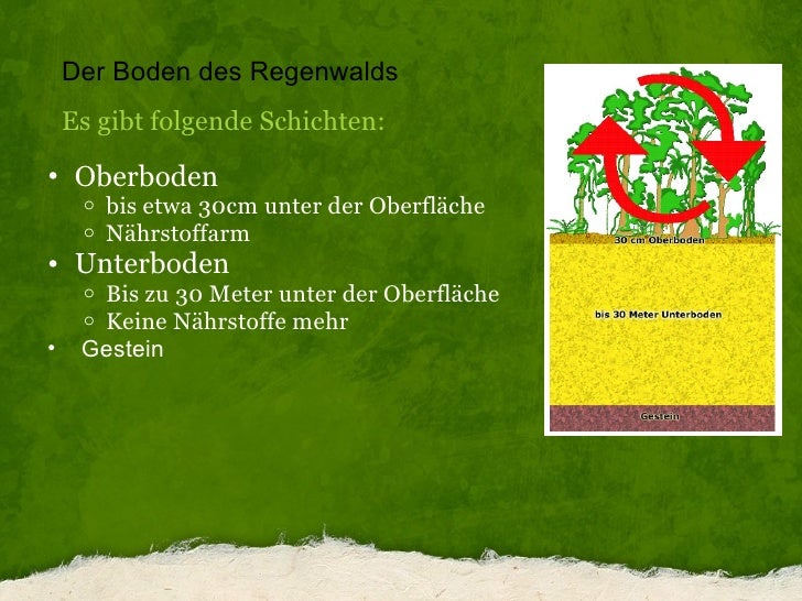 Nährstoffkreislauf Im Tropischen Regenwald Der Nährstoffkreislauf Im Regenwald