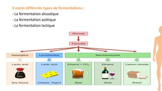 Il existe différents types de fermentations :
- La fermentation alcoolique
- La fermentation acétique
- La fermentation lactique
 