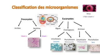 Classification des microorganismes
Procaryotes Eucaryotes
Archées Bactéries
Gram + Gram -
Algues
Champignons Animaux
Unicellulaire Pluricellulaire Unicellulaire Pluricellulaire
Levures Moisissures Protozoaires Vers
Virus
« Non vivant »
 