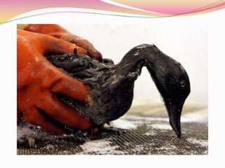 Derramamiento de la empresa b.p ppt