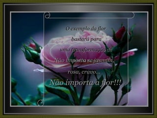 O exemplo da flor bastará para uma transformação de muito amor. Não importa se jasmim,  rosa, cravo...  Não importa a flor!!! 