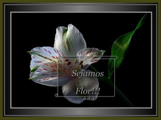 Sejamos Flor!!! *** 