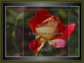 Se colhida e dedicada a alguém significa  Amor. 