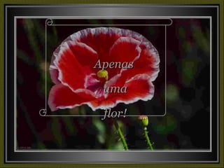 Apenas uma flor! 
