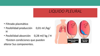 LIQUIDO PLEURAL
• Filtrado plasmático
• Posibilidad producción 0,01 ml /kg/
H
• Posibilidad absorción 0,28 ml/ kg / H
•Existen condiciones que pueden
alterar Sus componentes.
 
