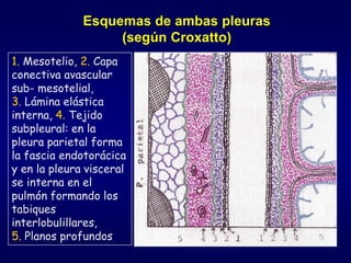 Esquemas de ambas pleuras
(según Croxatto)
1. Mesotelio, 2. Capa
conectiva avascular
sub- mesotelial,
3. Lámina elástica
interna, 4. Tejido
subpleural: en la
pleura parietal forma
la fascia endotorácica
y en la pleura visceral
se interna en el
pulmón formando los
tabiques
interlobulillares,
5. Planos profundos
 