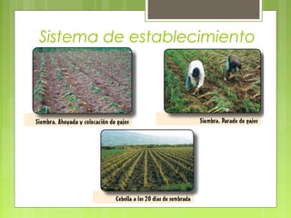 Sistema de establecimiento
 