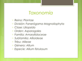 Taxonomía
o Reino: Plantae
o División: Fanerógama Magnoliophyta
o Clase: Liliopsida
o Orden: Asparagales
o Familia: Amaryllidaceae
o Subfamilia: Allioideae
o Tribu: Allieae
o Género: Allium
o Especie: Allium fistulosum
 
