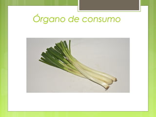 Órgano de consumo
 
