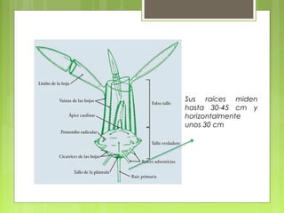 Sus raíces miden
hasta 30-45 cm y
horizontalmente
unos 30 cm
 