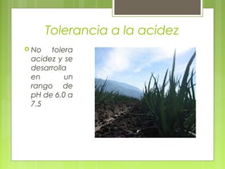 Tolerancia a la acidez
 No tolera
acidez y se
desarrolla
en un
rango de
pH de 6.0 a
7.5
 