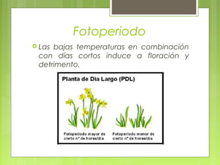 Fotoperiodo
 Las bajas temperaturas en combinación
con días cortos induce a floración y
detrimento.
 