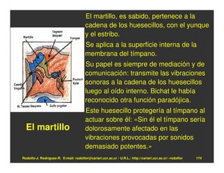 El martillo, es sabido, pertenece a la
                                        cadena de los huesecillos, con el yunque
                                        y el estribo.
                                        Se aplica a la superficie interna de la
                                        membrana del tímpano.
                                        Su papel es siempre de mediación y de
                                        comunicación: transmite las vibraciones
                                        sonoras a la cadena de los huesecillos
                                        luego al oído interno. Bichat le había
                                        reconocido otra función paradójica.
                                        Este huesecillo protegería al tímpano al
                                        actuar sobre él: «Sin él el tímpano sería
  El martillo                           dolorosamente afectado en las
                                        vibraciones provocadas por sonidos
                                        demasiado potentes.»
Rodolfo-J. Rodríguez-R. E-mail: rodolfor@cariari.ucr.ac.cr / U.R.L.: http://cariari.ucr.ac.cr/~rodolfor   174
 