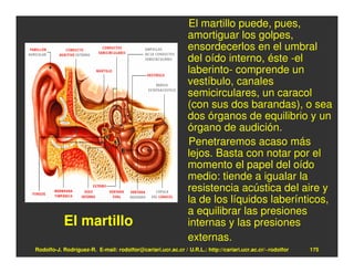 El martillo puede, pues,
                                                              amortiguar los golpes,
                                                              ensordecerlos en el umbral
                                                              del oído interno, éste -el
                                                              laberinto- comprende un
                                                              vestíbulo, canales
                                                              semicirculares, un caracol
                                                              (con sus dos barandas), o sea
                                                              dos órganos de equilibrio y un
                                                              órgano de audición.
                                                              Penetraremos acaso más
                                                              lejos. Basta con notar por el
                                                              momento el papel del oído
                                                              medio: tiende a igualar la
                                                              resistencia acústica del aire y
                                                              la de los líquidos laberínticos,
                                                              a equilibrar las presiones
           El martillo                                        internas y las presiones
                                                              externas.
Rodolfo-J. Rodríguez-R. E-mail: rodolfor@cariari.ucr.ac.cr / U.R.L.: http://cariari.ucr.ac.cr/~rodolfor   175
 