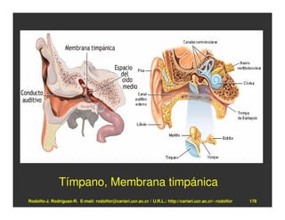 Tímpano, Membrana timpánica
Rodolfo-J. Rodríguez-R. E-mail: rodolfor@cariari.ucr.ac.cr / U.R.L.: http://cariari.ucr.ac.cr/~rodolfor   178
 