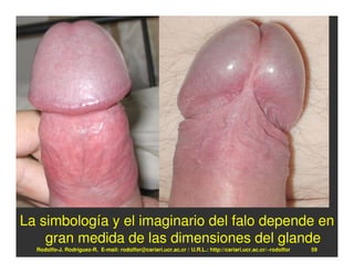 La simbología y el imaginario del falo depende en
    gran medida de las dimensiones del glande
  Rodolfo-J. Rodríguez-R. E-mail: rodolfor@cariari.ucr.ac.cr / U.R.L.: http://cariari.ucr.ac.cr/~rodolfor   59
 