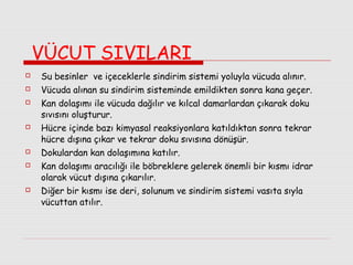 VÜCUT SIVILARI











Su besinler ve içeceklerle sindirim sistemi yoluyla vücuda alınır.
Vücuda alınan su sindirim sisteminde emildikten sonra kana geçer.
Kan dolaşımı ile vücuda dağılır ve kılcal damarlardan çıkarak doku
sıvısını oluşturur.
Hücre içinde bazı kimyasal reaksiyonlara katıldıktan sonra tekrar
hücre dışına çıkar ve tekrar doku sıvısına dönüşür.
Dokulardan kan dolaşımına katılır.
Kan dolaşımı aracılığı ile böbreklere gelerek önemli bir kısmı idrar
olarak vücut dışına çıkarılır.
Diğer bir kısmı ise deri, solunum ve sindirim sistemi vasıta sıyla
vücuttan atılır.

 