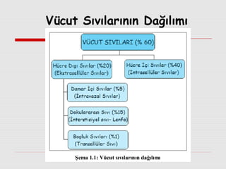 Vücut Sıvılarının Dağılımı

 