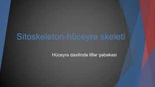 Sitoskeleton-hüceyrə skeleti
Hüceyrə daxilində liflər şəbəkəsi
 
