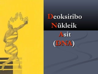 DDeoksiriboeoksiribo
NNükleikükleik
AAsitsit
((DNADNA))
 