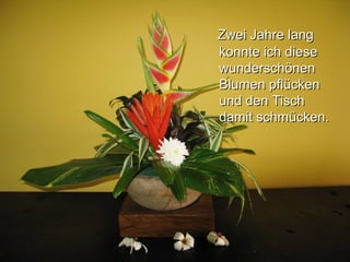 Zwei Jahre langZwei Jahre lang
konnte ich diesekonnte ich diese
wunderschönenwunderschönen
Blumen pflückenBlumen pflücken
und den Tischund den Tisch
damit schmücken.damit schmücken.
 