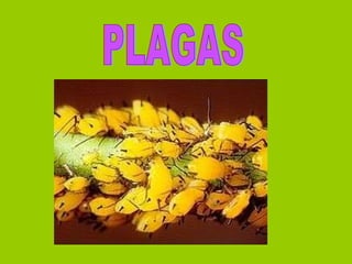PLAGAS 