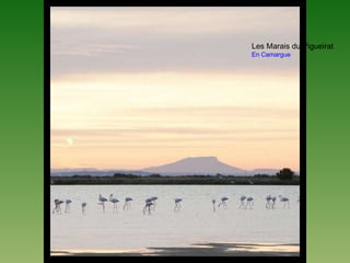 Les Marais du Vigueirat
En Camargue
 