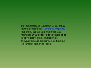 Sur pas moins de 1200 hectares, le site
naturel protégé des Marais du Vigueirat
est le lieu parfait pour observer pas
moins de 2000 espèces de la faune et de
la flore, parmi lesquels taureaux,
chevaux de race Camargue, et bien sûr
les fameux flamands roses !
 