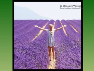 Le plateau de Valensole
Dans les Alpes-de-Haute-Provence
 