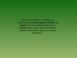 Sur près de 800km², le Plateau de
Valensole est un grand grenier d’arbres et
plantes à la fois méditerranéennes et
montagnardes : pins, oliviers, pommiers,
chênes, amandiers, vignes, et surtout
lavandins !
 