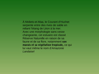 À Moliets-et-Maa, le Courant d’Huchet
serpente entre des rives de sable en
reliant l’étang de Léon à la mer.
Avec une morphologie sans cesse
changeante, cet estuaire est classé
Réserve Naturelle en raison de sa
faune et de sa flore, notamment son
marais et sa végétation tropicale, ce qui
lui vaut même le nom d’Amazonie
Landaise!
 