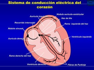 Sistema de conducción eléctrica del corazón Aurícula izquierda Nódulo aurículo-ventricular Haz de His Rama  izquierda del haz Ventrículo izquierdo Fibras de Purkinje Ventrículo derecho Rama derecha del haz Aurícula derecha Nódulo sinusal Recorrido internodal 